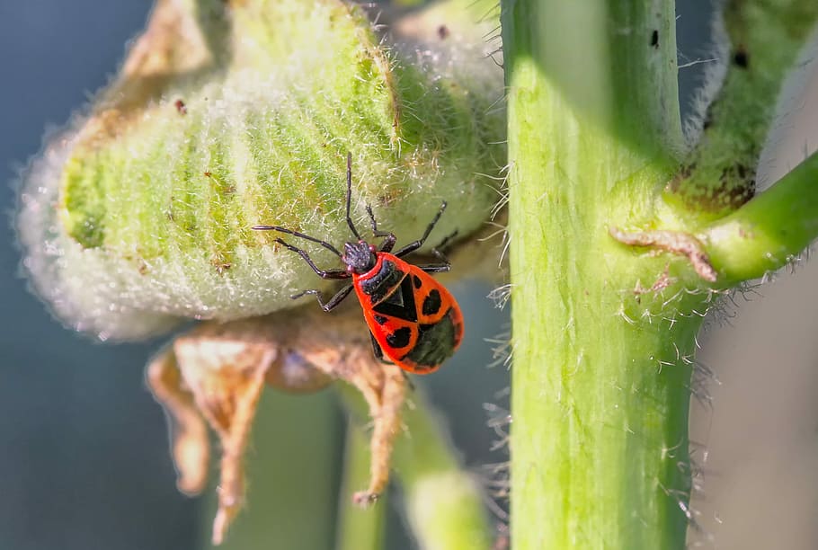 selective focus photography of fire bug on green flower, nature HD wallpaper