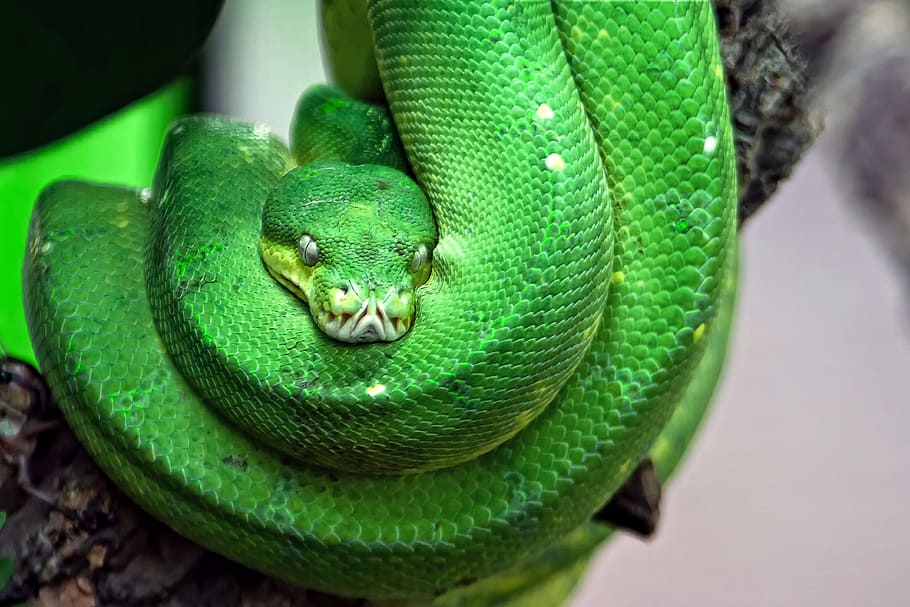 focus photo of green snake, toxic, tree snake, reptile, dangerous HD wallpaper