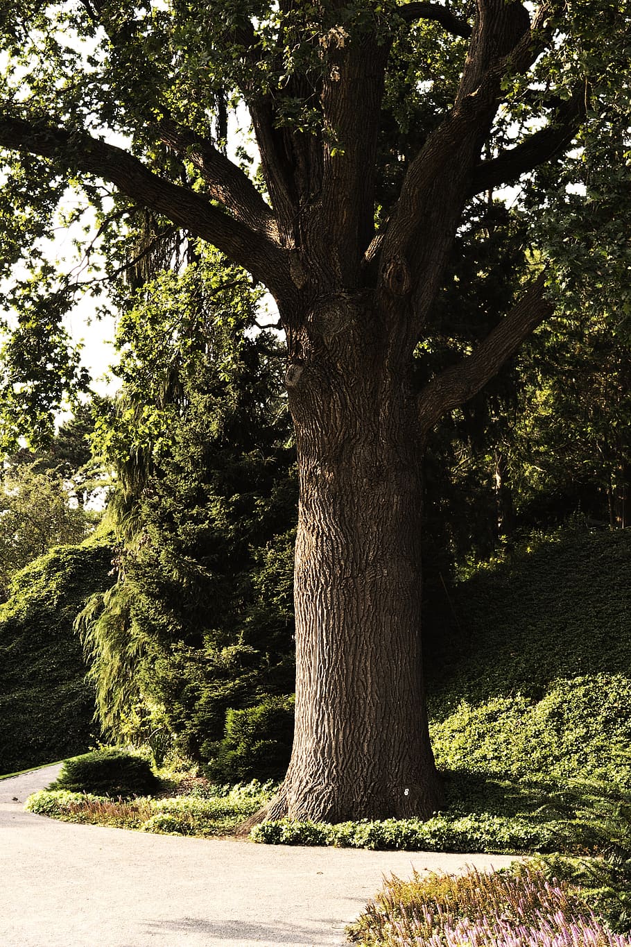 tree, tribe, log, wood, forest, tree bark, plant, tree trunk HD wallpaper