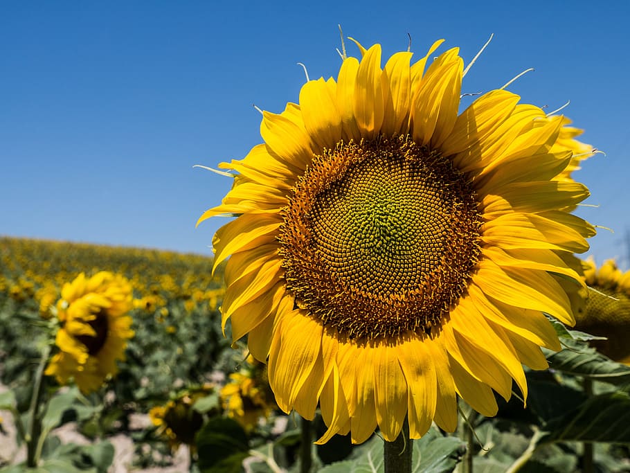 photo of sunflower during daytime, yellow, nature, field, petals, HD wallpaper