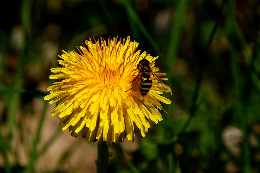 Dandelion, Bee, Honey, Honey Bee, Close, Insect, spring, sprinkle HD wallpaper