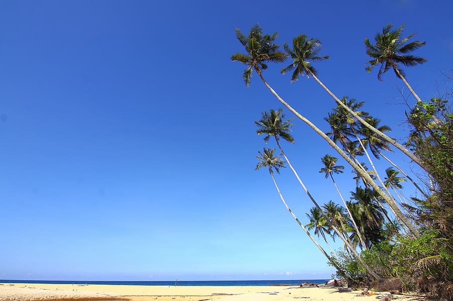 sea, landscape, nature, beach, blue sky, coconut trees, holiday HD wallpaper