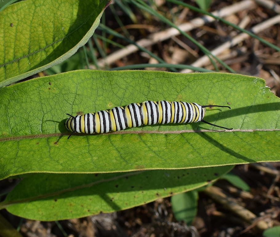 monarch butterfly caterpillar, larva, worm, insect, animal, HD wallpaper