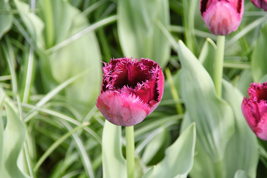 Tulip, Spring, Flower, tulip spring, growth, leaf, plant, green color HD wallpaper