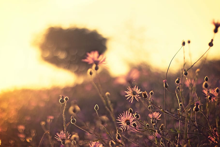 close-up selective focus photo of pink petaled flowers, photography HD wallpaper