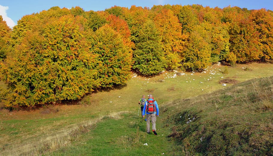 excursion, trail, forest, walking with sticks, mountain, the european path HD wallpaper