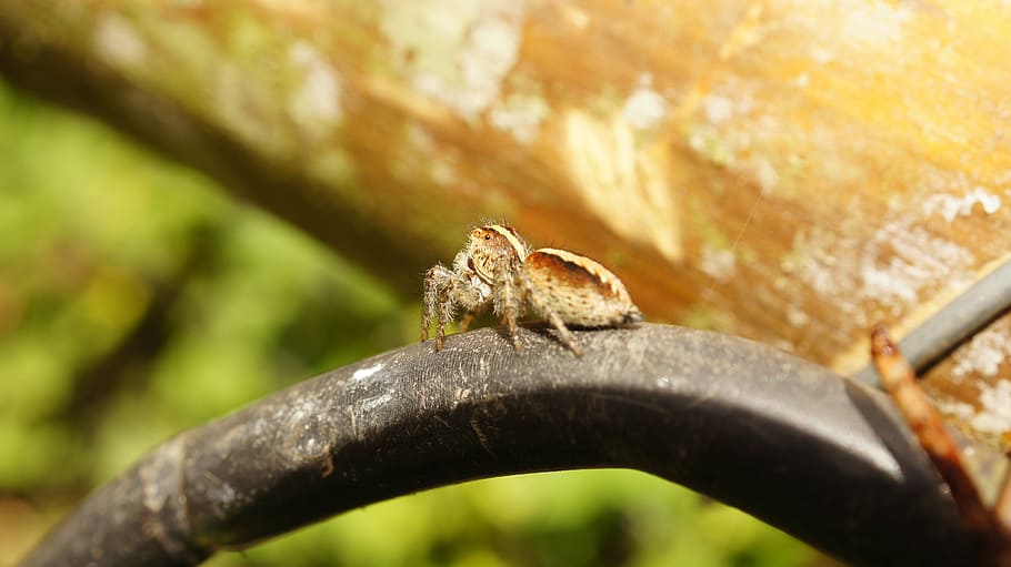 colombia, your, field, nature, animal, wildlife, close-up, macro HD wallpaper