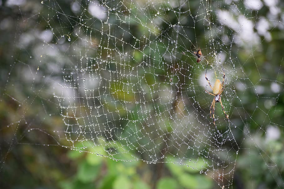 spider, spiderweb, nature, insect, trap, silk, net, cobweb HD wallpaper