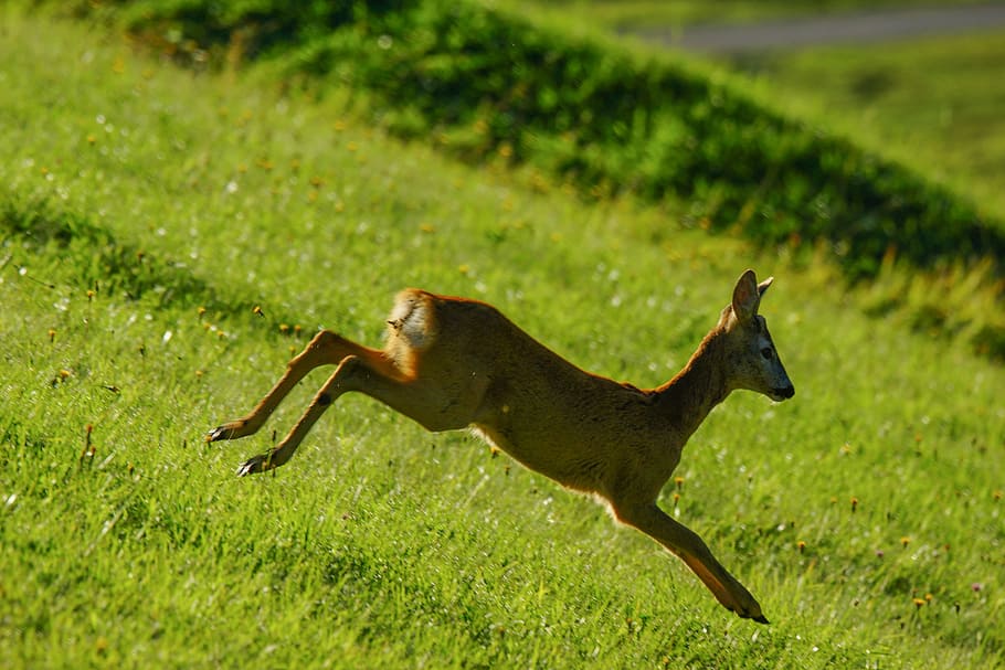 brown deer on green field, roe, animal, wild, animals, nature, HD wallpaper