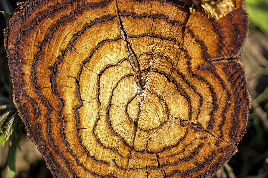 tree, flying, nature, trunk, texture, close-up, tree ring, natural pattern HD wallpaper