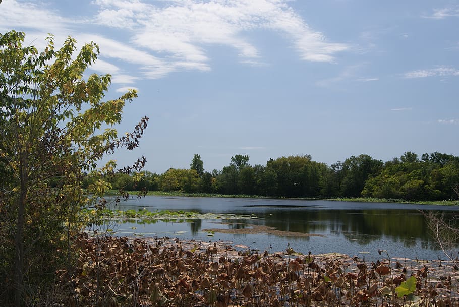pond, water, reflection, nature, landscape, sky, horizon, trees HD wallpaper