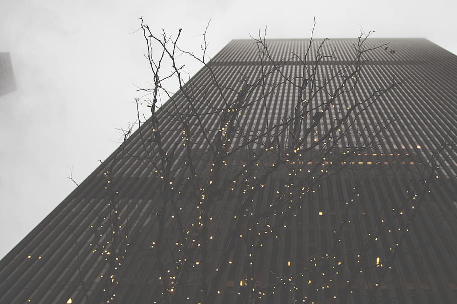 Tree and skyscraper, architecture and Cityscape, built Structure HD wallpaper