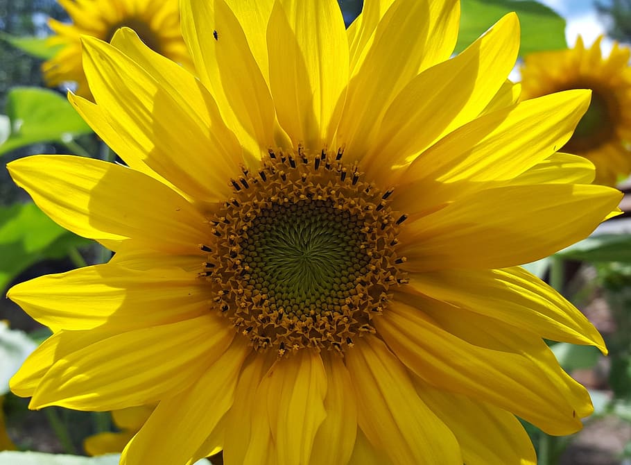 sunflower, garden, bug, insect, yellow, summer, nature, plant HD wallpaper