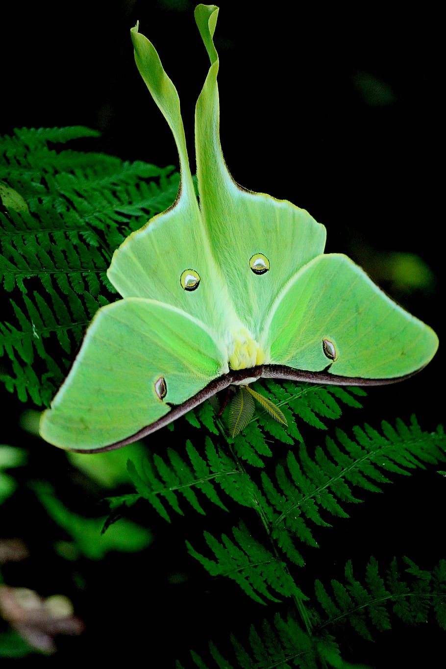 luna moth perched on green leaf plant in closeup photography, HD wallpaper