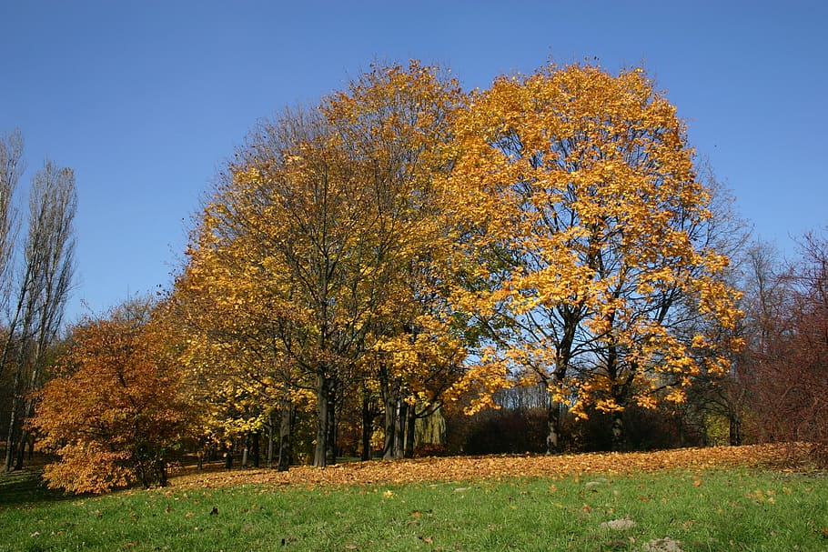 park, forest, autumn, tree, foliage, october, nature, change HD wallpaper