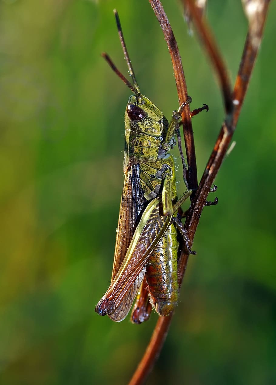 insect, nature, live, animal wildlife, animals in the wild HD wallpaper