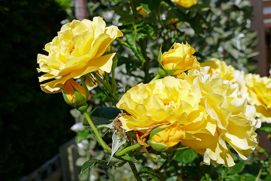 rose, flora, garden, blossom, bloom, flower, nature, yellow flower HD wallpaper