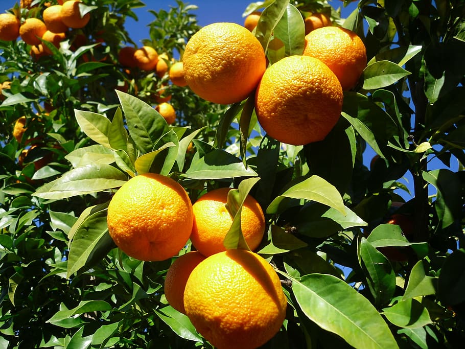 orange, fruit, seville, citrus fruit, orange - fruit, food and drink HD wallpaper