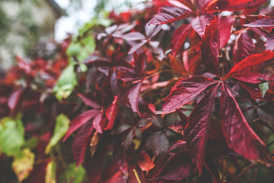 leaves, red, leaf, big, autumn, fall, plant part, close-up HD wallpaper