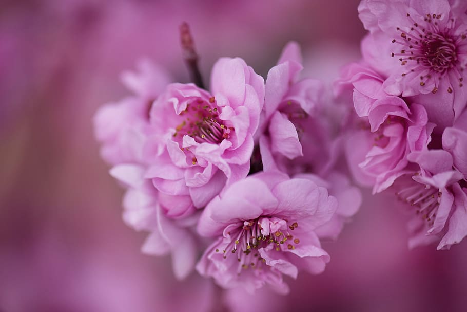 nature, flowers, petals, blur, bloom, blooming, blossom, cherry blossoms HD wallpaper
