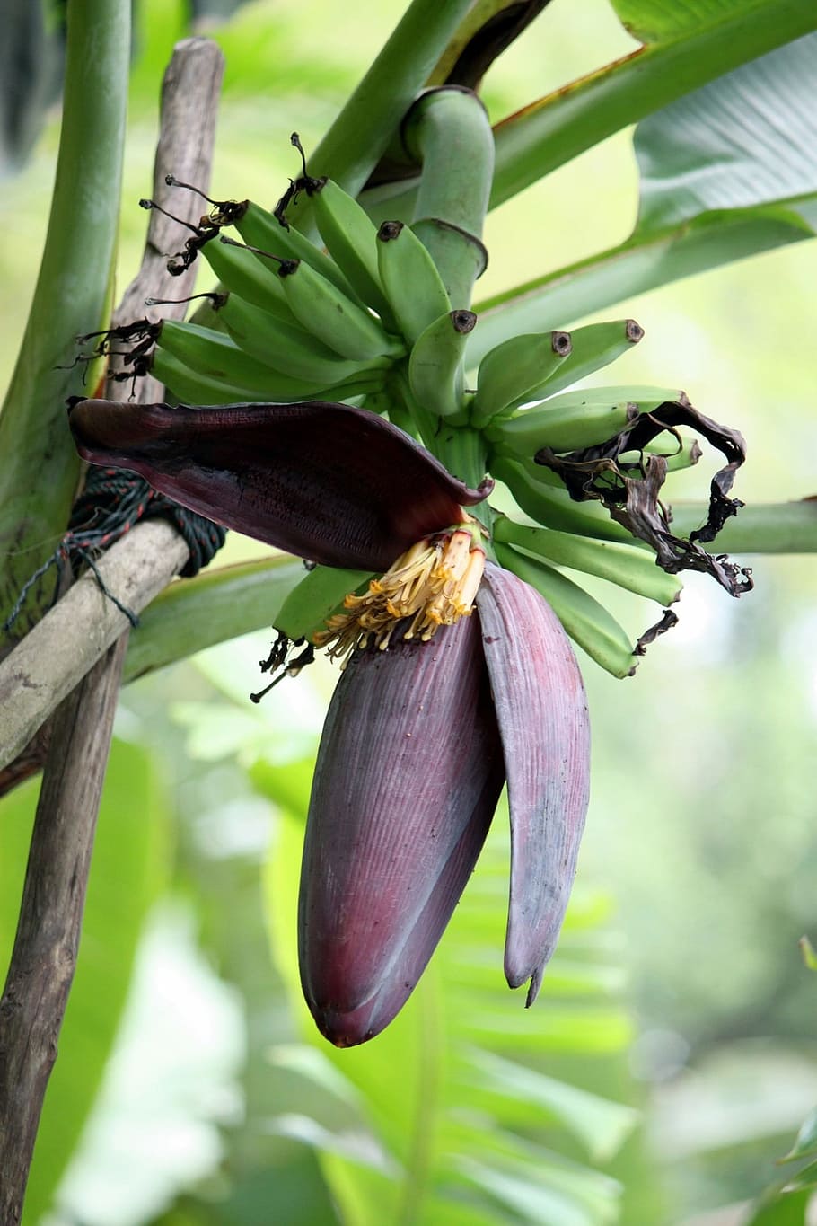 banana, floral, plant, blossom, bloom, petal, botanical, stem, HD wallpaper