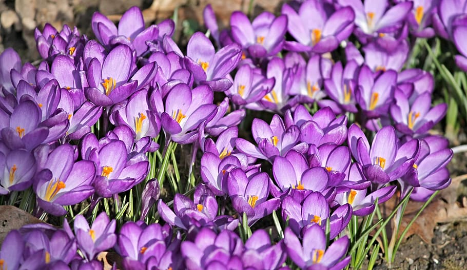 closeup photo of pink petaled flowers, crocus, crocus flowers HD wallpaper