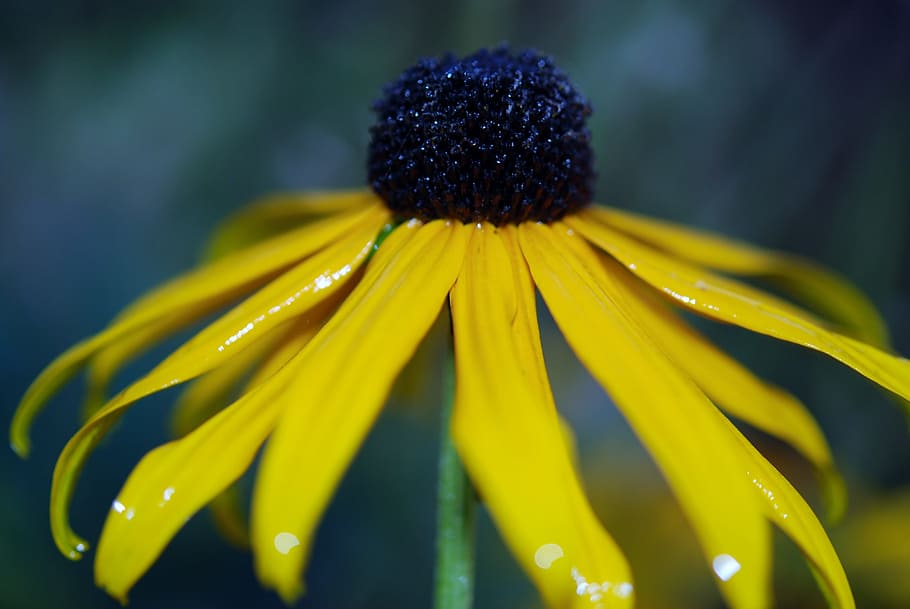 flower, yellow, nature, macro, floral, blossom, color, bloom HD wallpaper