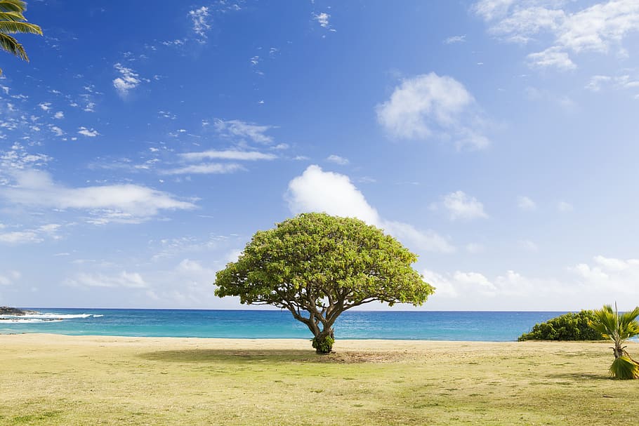 green tree near body of water, grass, trees, blue, sky, sunshine HD wallpaper