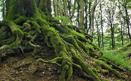 moss-covered tree trunk surrounded with trees at daytime, root HD wallpaper