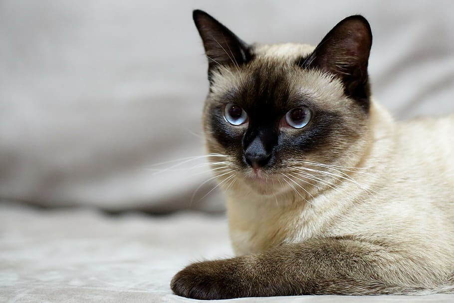 Siamese cat, pets, elf, easter, domestic cat, domestic animals HD wallpaper