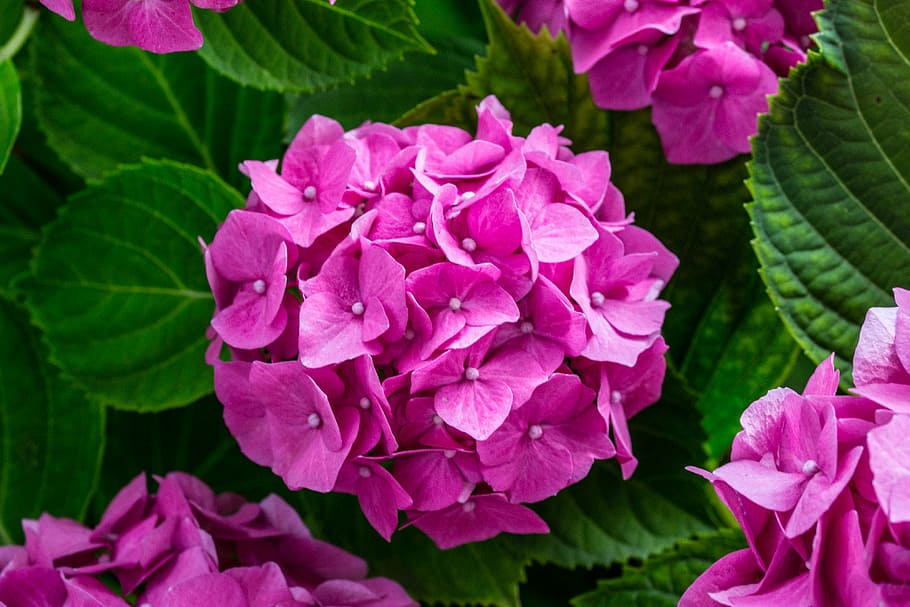 pink hydrangeas, blossom, bloom, hydrangea flower, leaves, plant HD wallpaper