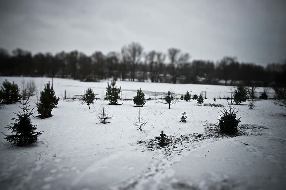 Snow, Winter, Tiltshift, Cold, Landscape, wilderness, scenery HD wallpaper