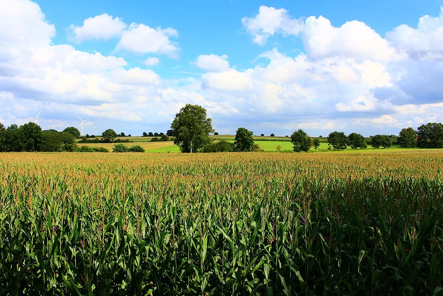 cornfield, landscape, summer, agriculture, corn plants, arable HD wallpaper