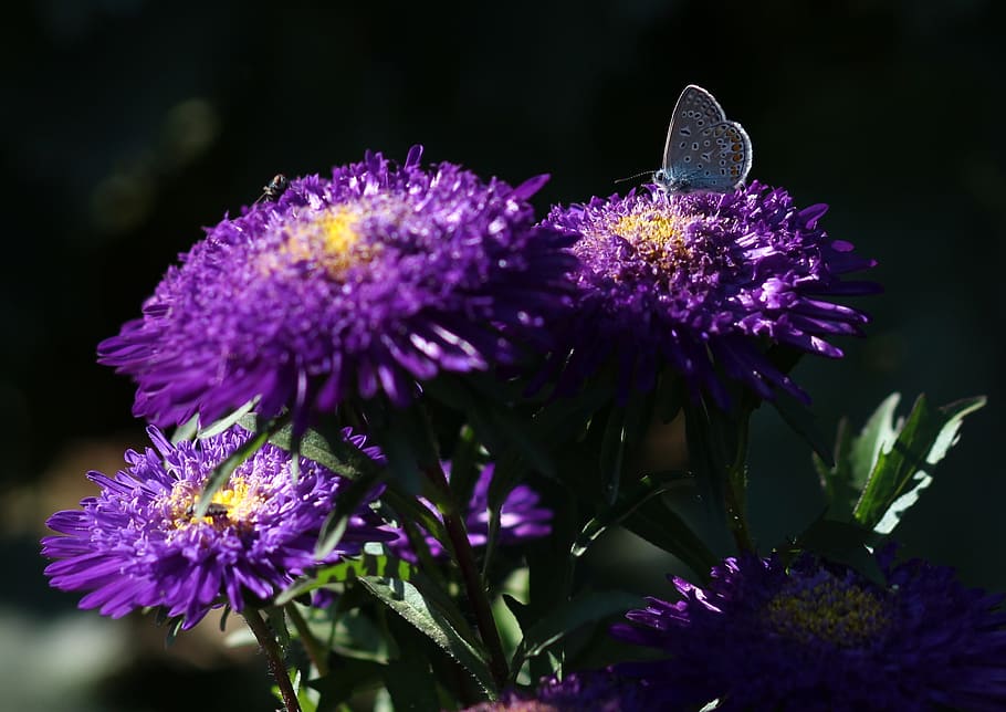 butterfly, blue, bull's eye, flower, mov, plant, flowering plant, HD wallpaper
