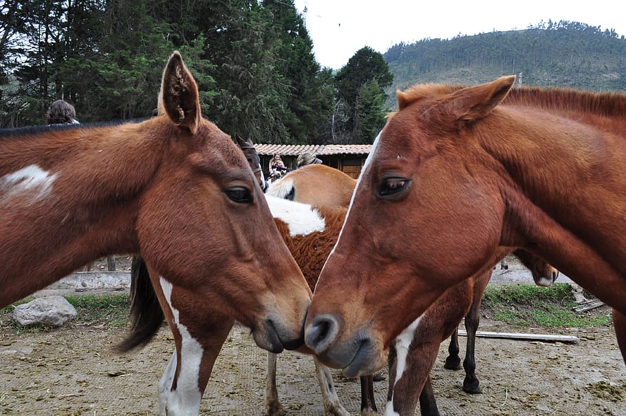 Horses, Head, Animal, two animals, domestic animals, livestock HD wallpaper