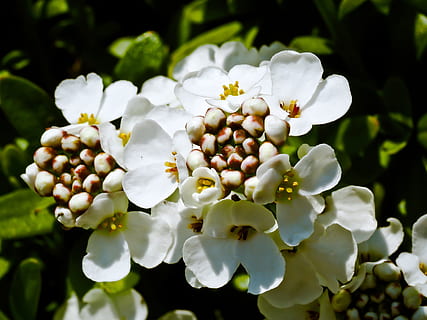candytuft, flower, white, iberis sempervirens, periwinkle, ground cover HD wallpaper