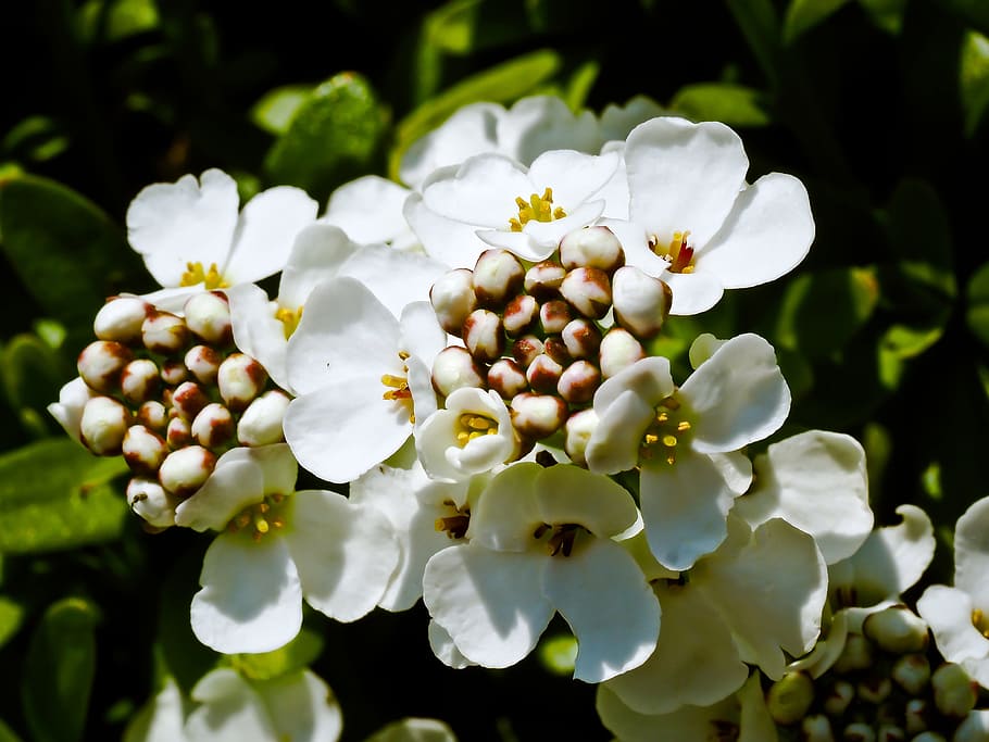 candytuft, flower, white, iberis sempervirens, periwinkle, ground cover HD wallpaper