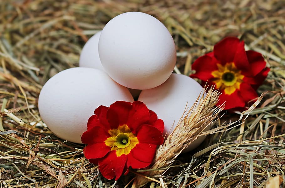 four white eggs and two red flowers on brown grass, straw, blossom HD wallpaper