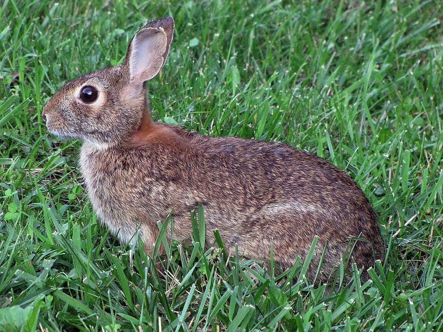 grass, spring, rabbit, bunny, animals, fauna, animal themes HD wallpaper