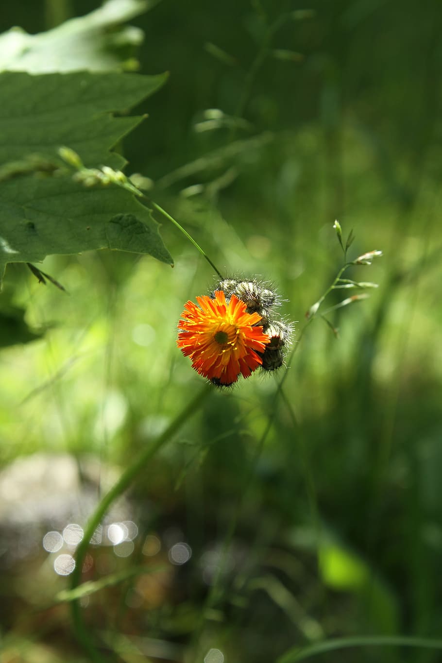 orange, hawkweed, composites, meadow, flower, flowering plant HD wallpaper