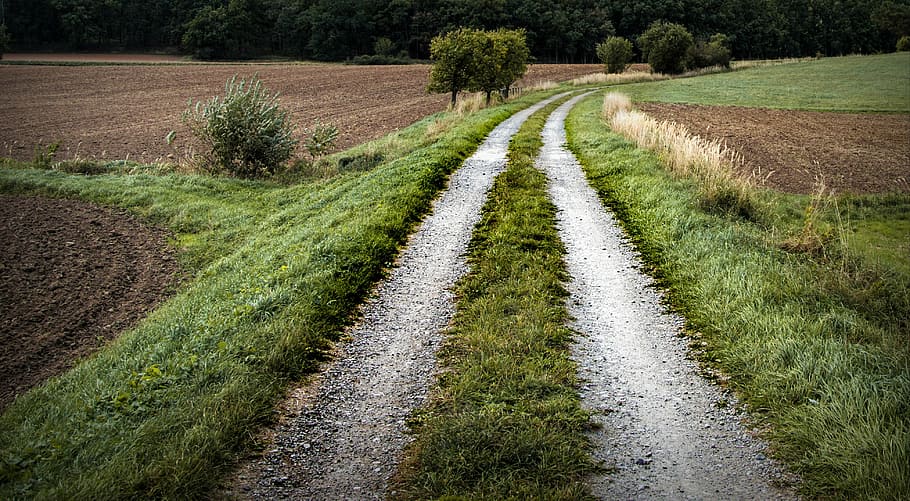 road pathway surrounded by grasses, field trip, clay, meadow HD wallpaper