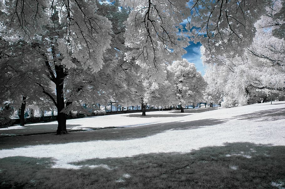 white and gray trees during winter, snow, park, season, nature HD wallpaper