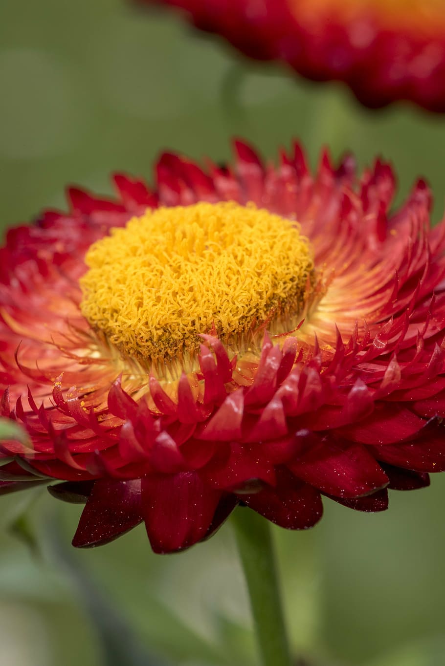 italicum, flower, forever, background, yellow, plant, blossom HD wallpaper