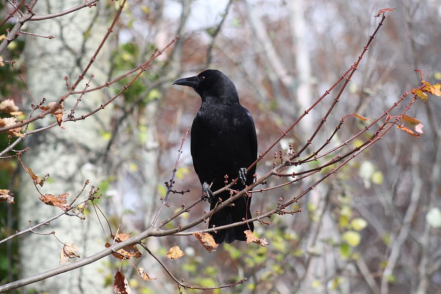 crow, pose, profile, branch, tree, bird, animal wildlife, vertebrate HD wallpaper