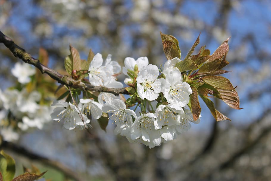 cherry, branch, cherry blossom, flower, plant, fragility, flowering plant HD wallpaper