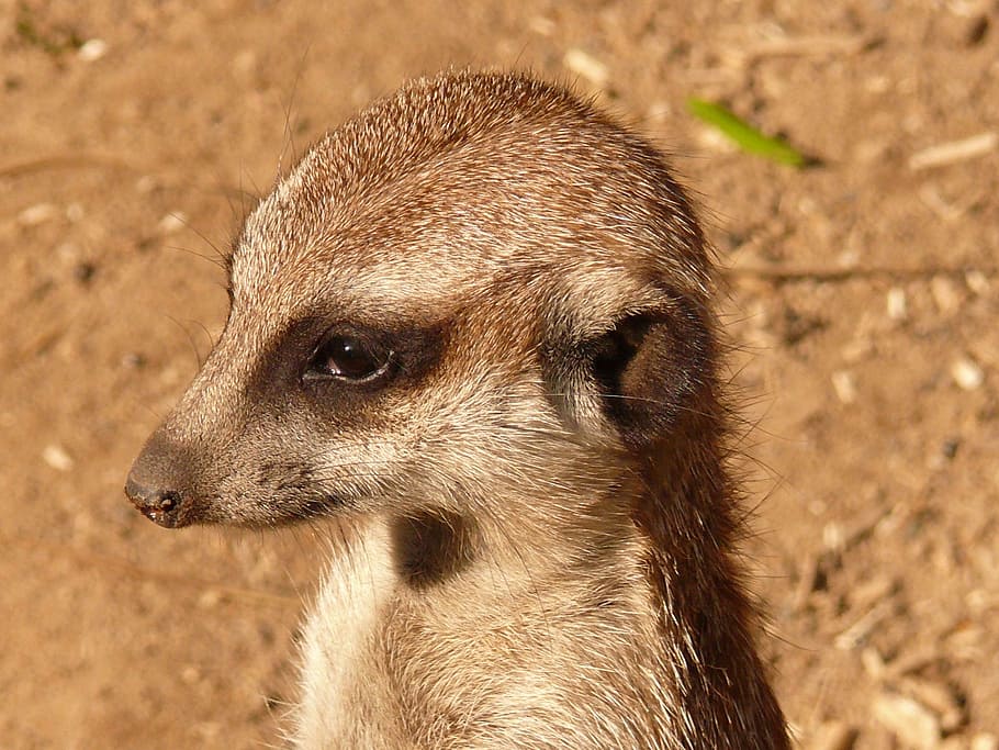 Meerkat watch hi-res stock photography and images - Alamy