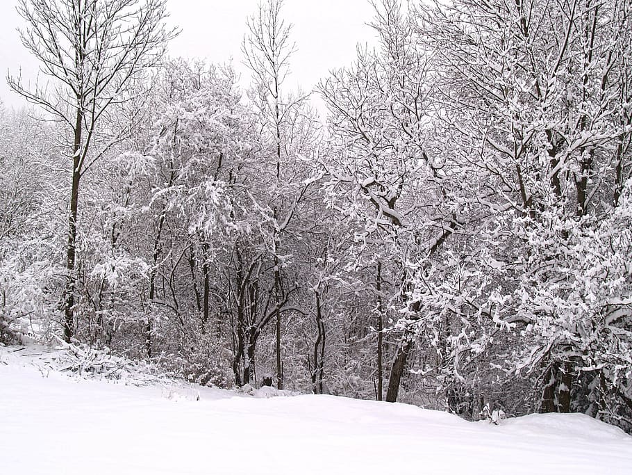 wintry, winter, snow, winer, forest, periwinkle, christmas tree HD wallpaper