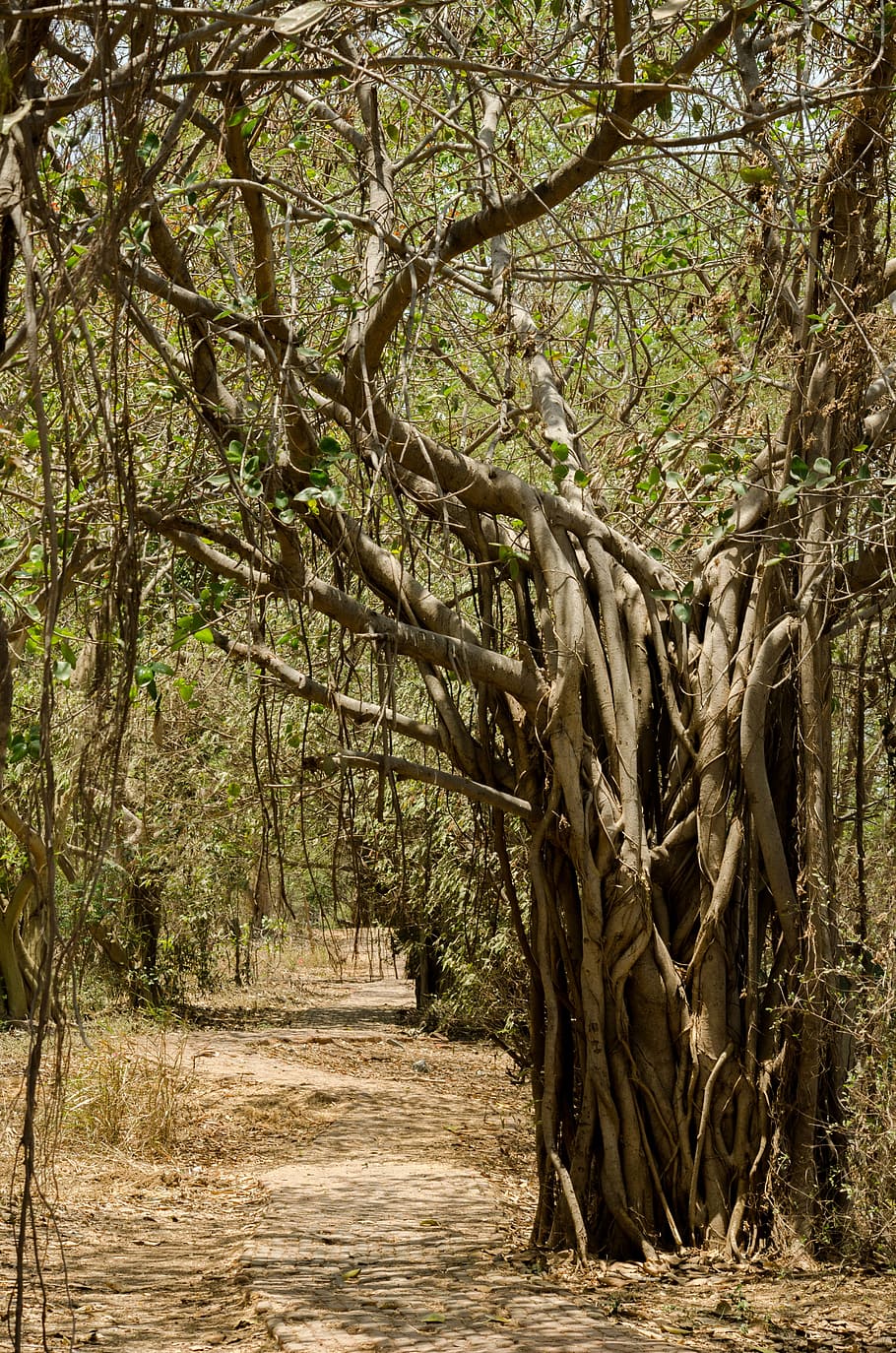 tree, nature, india, exotic, landscape, green, outdoors, forest HD wallpaper