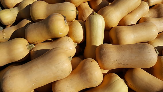 butternut, pumpkin, squash, orange, vegetables, fall, produce HD wallpaper