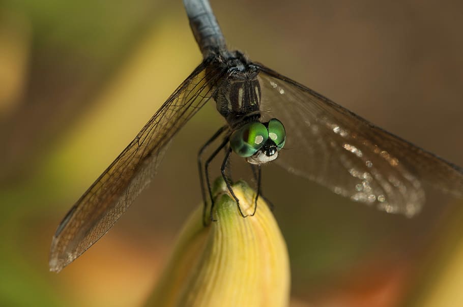 Dragonfly, Insect, green, one animal, animals in the wild, animal wildlife HD wallpaper